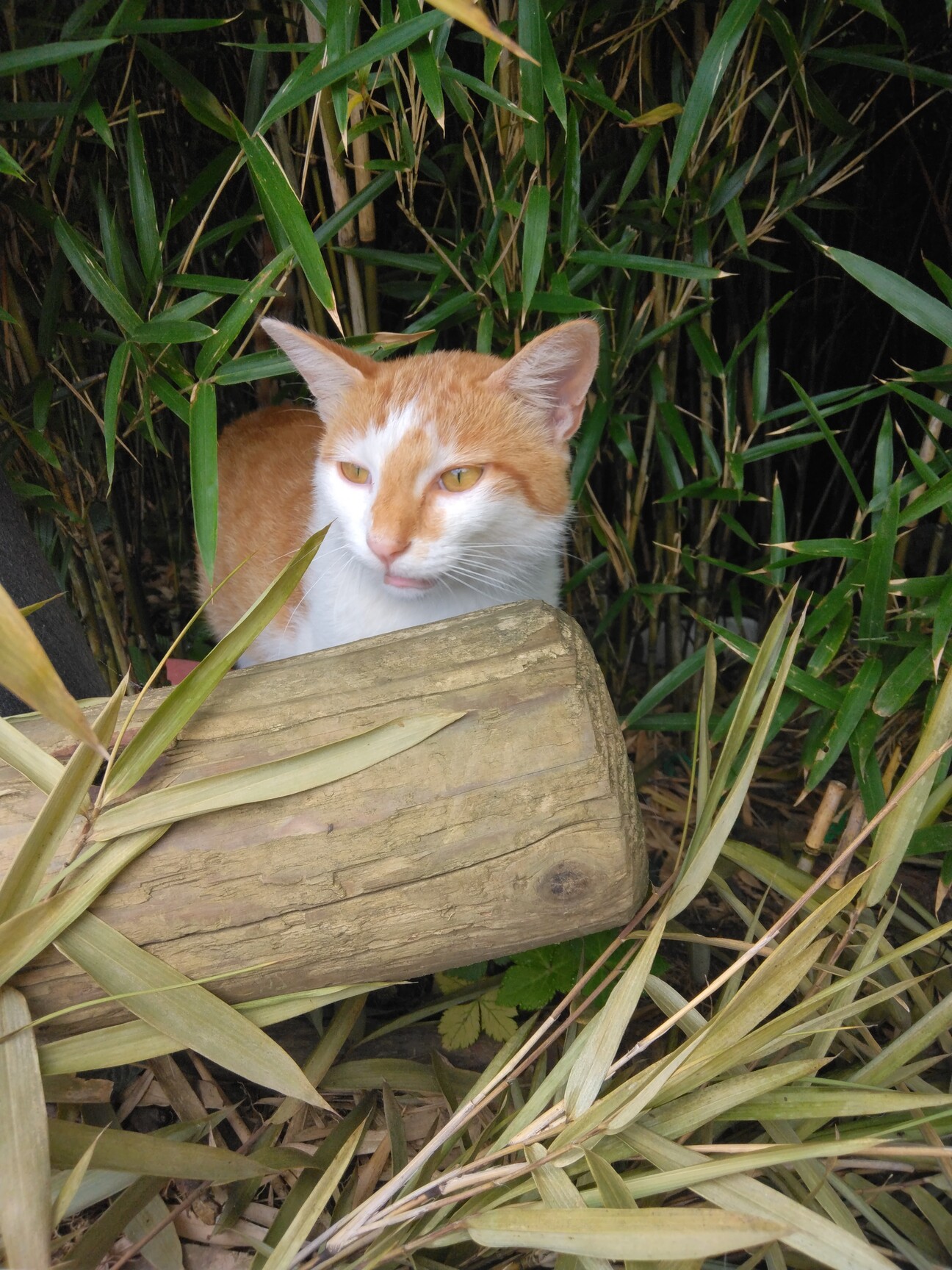 筑波山頂の捨て猫さんです」茨城県 - 猫の里親募集(497238) :: ペット