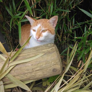 筑波山頂の捨て猫さんです