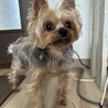 とっても甘えん坊で人懐っこい凛ちゃん   10歳 サムネイル3