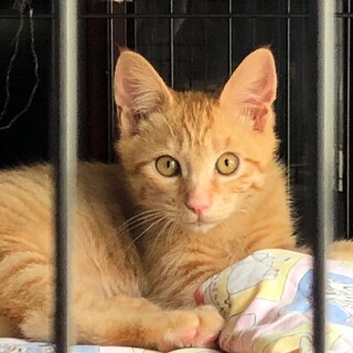 可愛い茶トラ仔猫