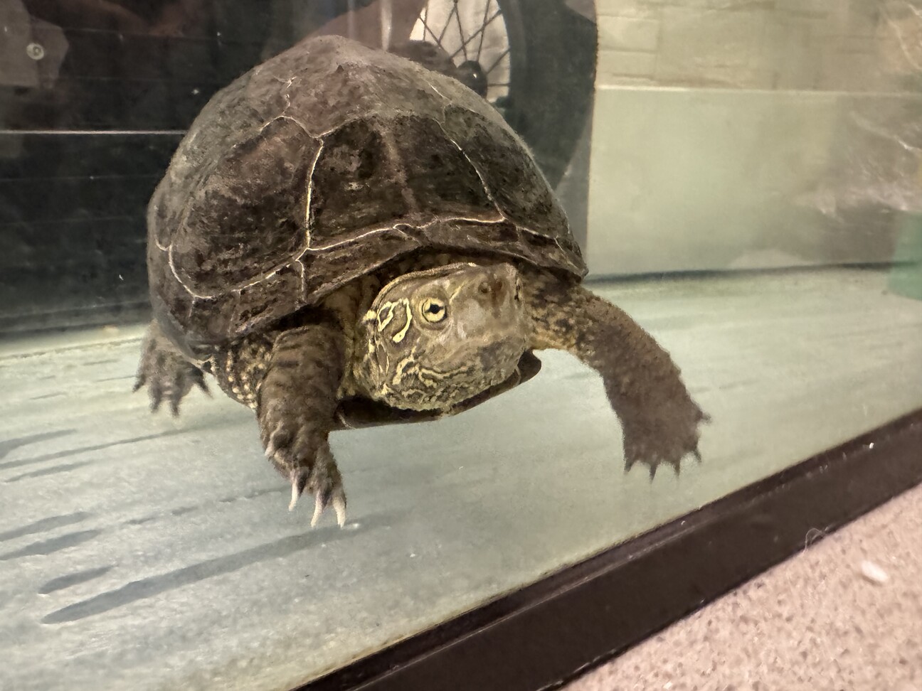 ゼニガメ 1646994.jpeg