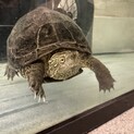 元気なゼニガメちゃんです！