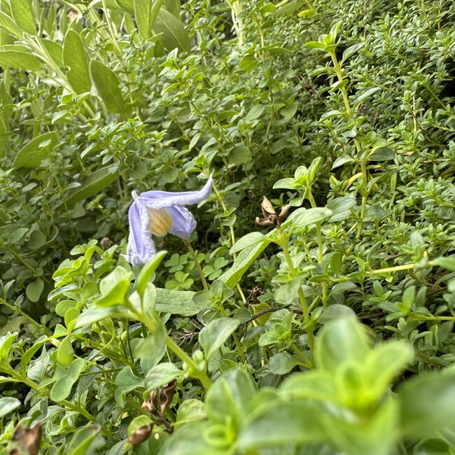chimera0911のカバー写真
