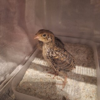 うずら里親募集中！