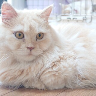 マンチカン短足女の子です