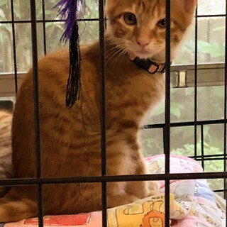 優しい茶トラ仔猫