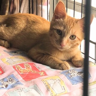 お利口な茶トラ仔猫