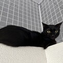 ママ猫と子猫2匹の親子猫・ママ・黒猫