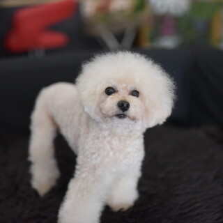 2.7kg アプリコットの男の子　6才9か月