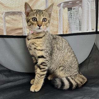 薄めキジトラ⭐︎美猫⭐︎おっとり⭐︎琴⭐︎3ヶ月
