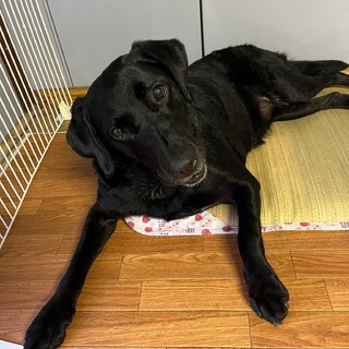 とてもお転婆なラブラドール【クリッシー】8歳