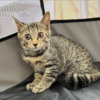 美猫キジトラ⭐︎雅⭐︎メス⭐︎3ヶ月⭐︎遊び大好き