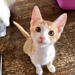 「8月18日(日)　島忠ホームズ所沢店譲渡会！」サムネイル2