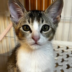 「8月18日(日)　島忠ホームズ所沢店譲渡会！」サムネイル3