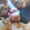 Gハムスターの赤ちゃん 一時中断 サムネイル2