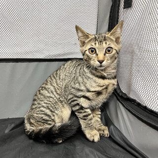 遊ぶの大好き⭐︎美猫キジトラベビー⭐︎紗（すず）♀