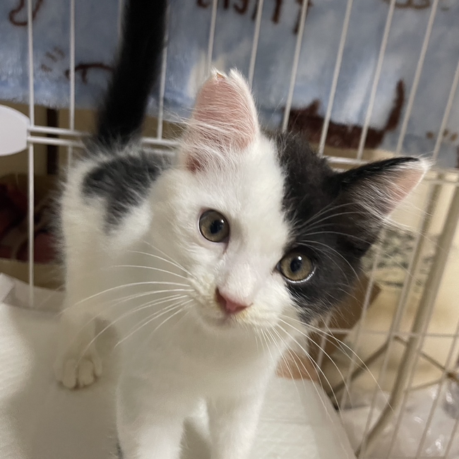 スマイルcatsのカバー写真