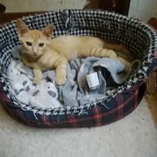 好奇心旺盛なバームくん