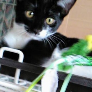 可愛いまめちゃん