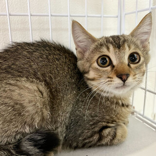 しま少なめキジトラ⭐︎きずなくん⭐︎3ヶ月⭐︎オス