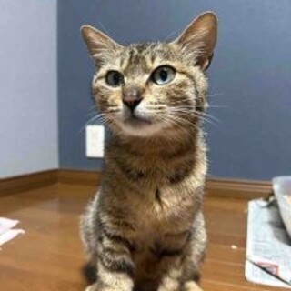 お母さん猫のマロンちゃん