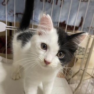 人馴れ抜群！ふわふわ白玉ちゃん