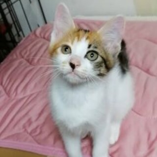 三毛猫のハートちゃん