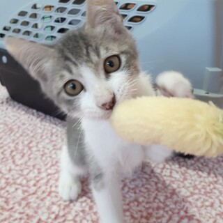 緊急募集クール風で甘えっコ君！約2ヶ月