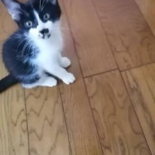 黒白八割れエイトくん