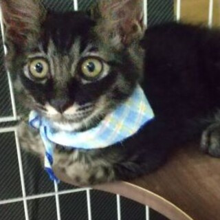 やや長毛ぐっちくん