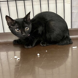 美しい黒猫⭐︎ユーリン⭐︎メス⭐︎4ヶ月