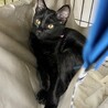 美しい黒猫⭐︎ユーリン⭐︎メス⭐︎4ヶ月 サムネイル3