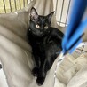 美しい黒猫⭐︎ユーリン⭐︎メス⭐︎4ヶ月 サムネイル4