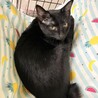 美しい黒猫⭐︎ユーリン⭐︎メス⭐︎4ヶ月 サムネイル5