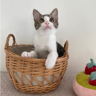 ポッポくん。おっとりな白キジの男の子