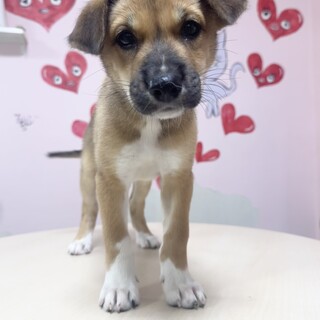 元気いっぱいハイソくん