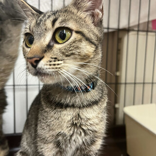 超絶スリゴロ⭐︎抱っこ◎キジトラ⭐︎チマキ⭐︎