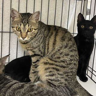 スリゴロ&抱っこ◎なキジトラ女子⭐︎メンマ⭐︎1歳