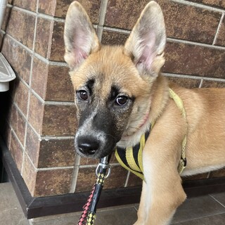 保健所からレスキュー！かっこいいイブちゃん！