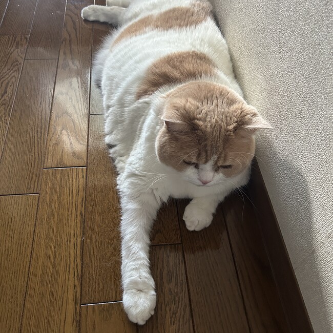 ヤムチャモモのカバー写真