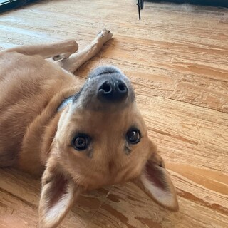 「ベル」男の子