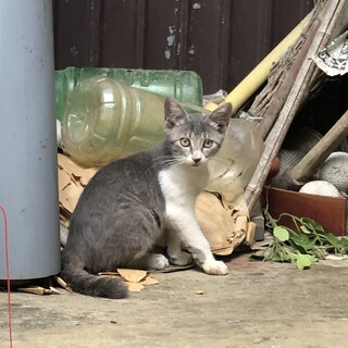 グレー白　約３ヶ月　子猫