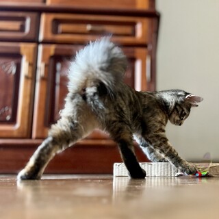 ふわふわくるりワンワンしっぽのフワサビちゃん3ヶ月