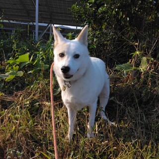 白いミックス犬」愛知県 - 犬の里親募集(497312) :: ペットのおうち