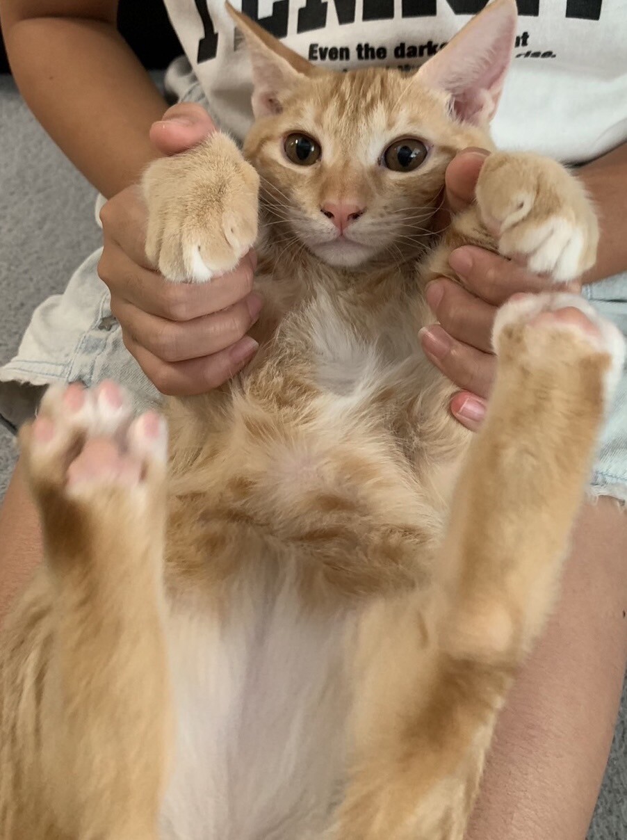 元気な男の子。 サムネイル2