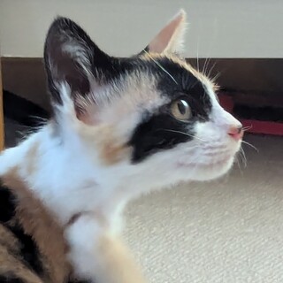 天真爛漫　ミケちゃん　3か月　1.8キロ