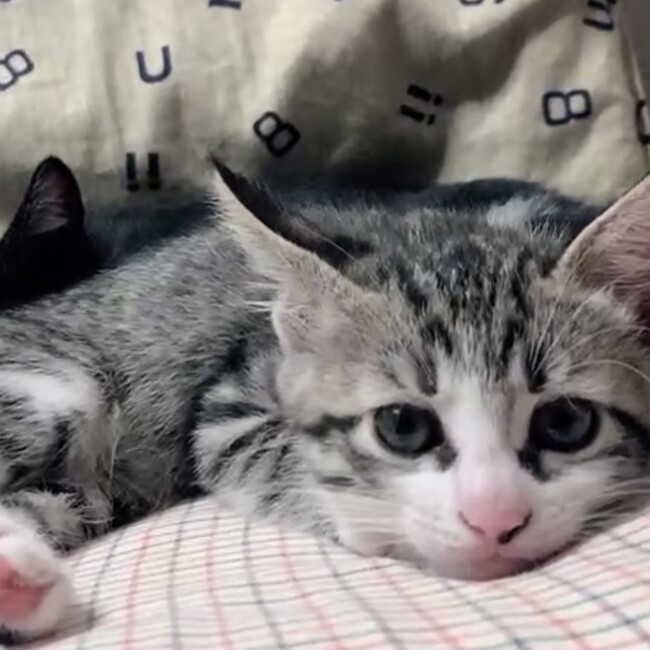 さいたま【子猫里親募集】のカバー写真