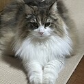私だけを見て❤️甘えん坊のノルウェージャンのあ5歳