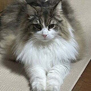 私だけを見て❤️甘えん坊のノルウェージャンのあ5歳