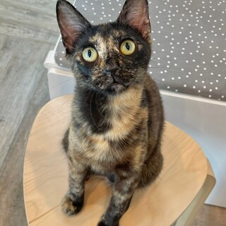 動物病院の保護猫 サビ好きさんにはたまらない！